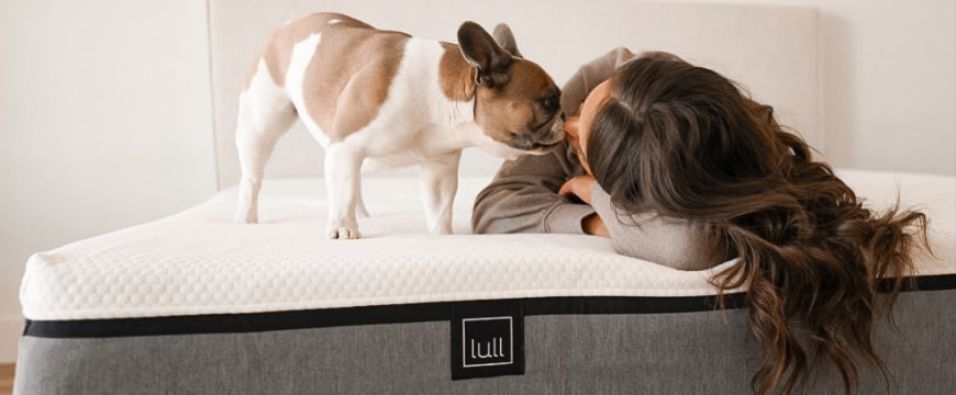 How to Create a Nighttime Routine with Your Pet