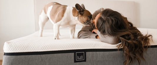 How to Create a Nighttime Routine with Your Pet